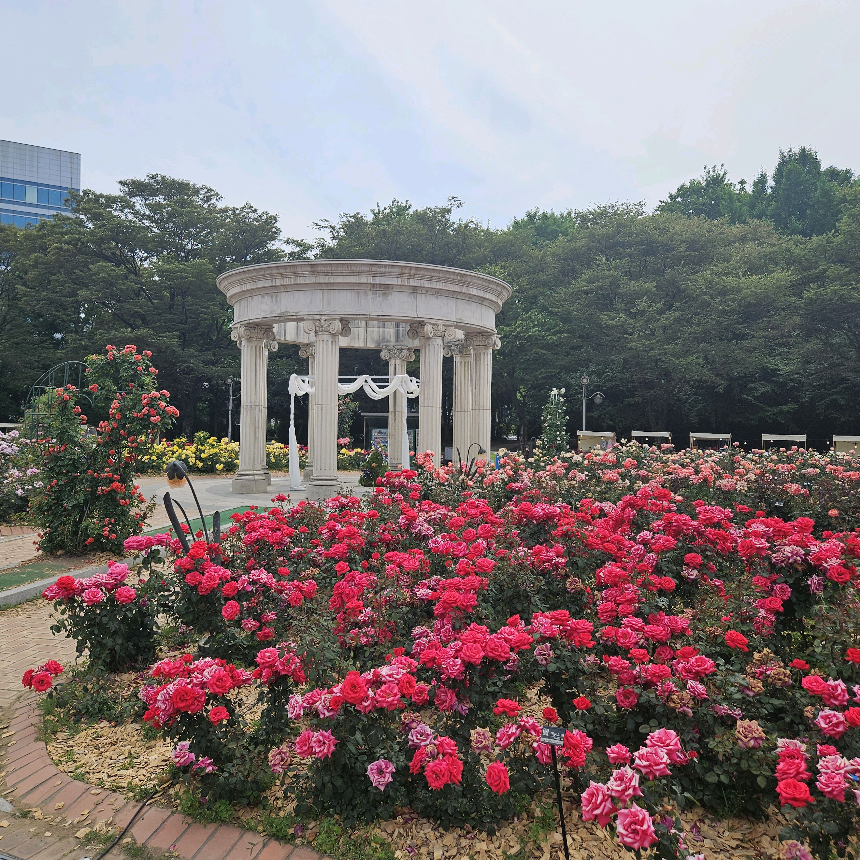 올림픽공원장미광장 사진 5