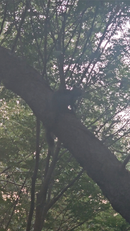 봉화산 사진 3