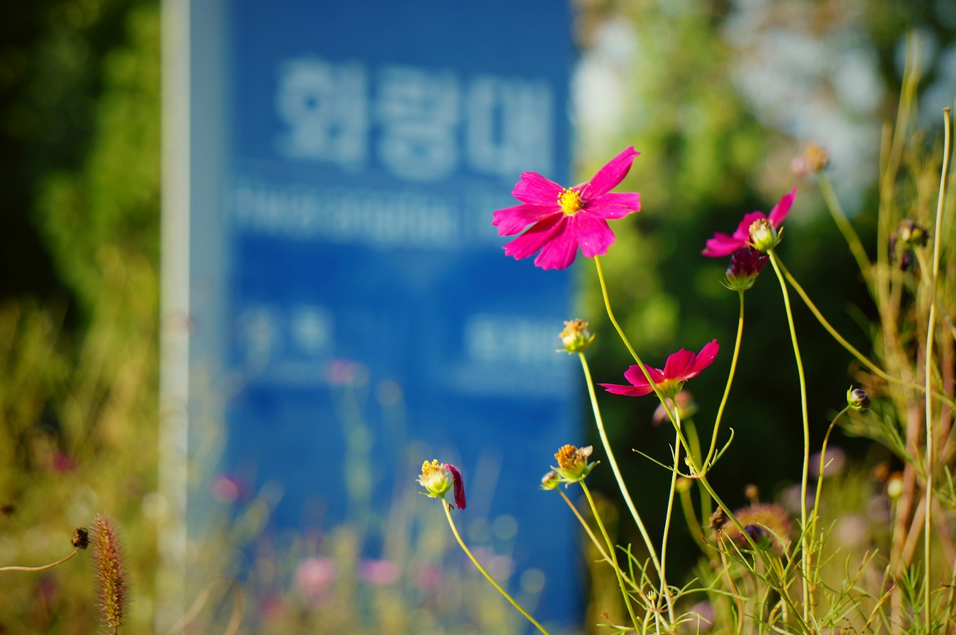 화랑대 철도공원 사진 2