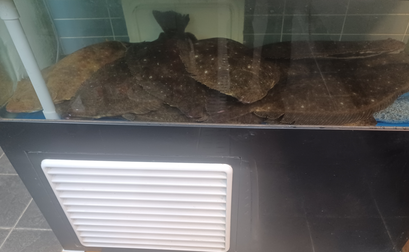 헬로초밥 사진 2
