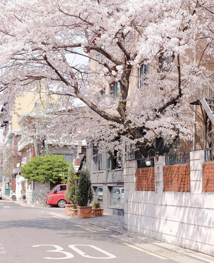 연남동벚꽃집 사진 2