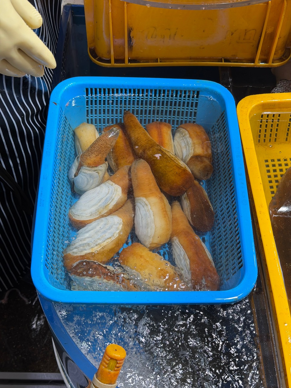 산호초 사진 3