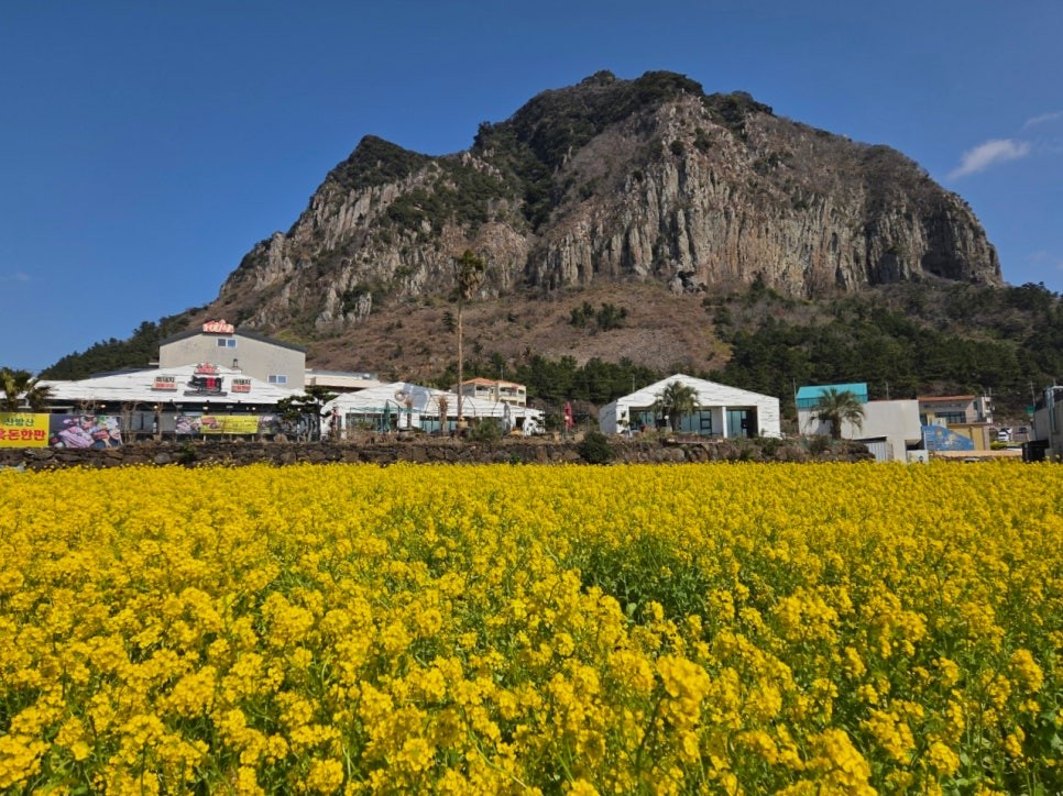 산방산 흑돼지 사진 2