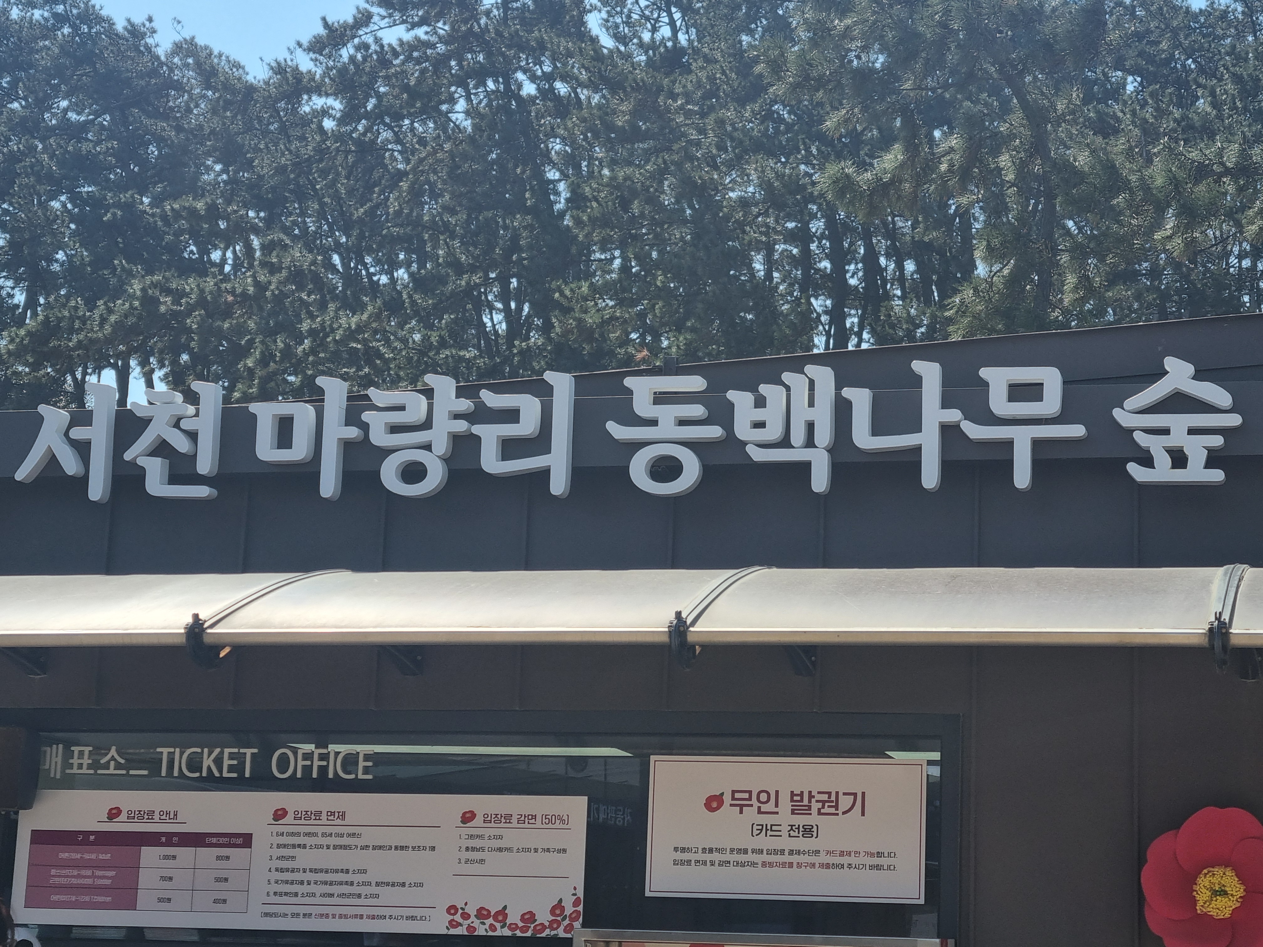 마량리동백나무숲 사진 1