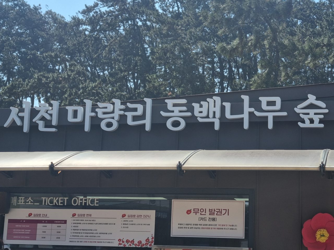 마량리동백나무숲 사진