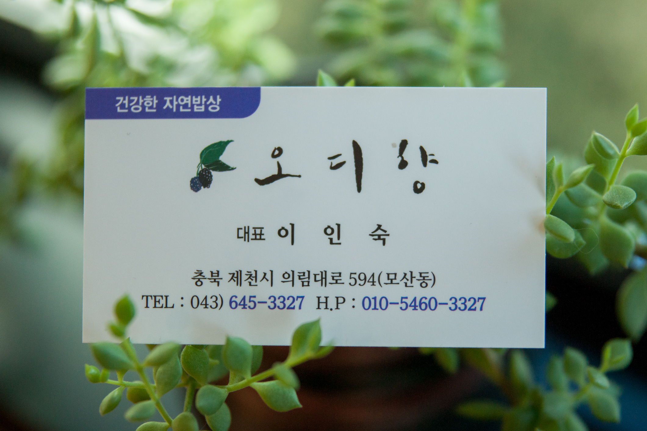오디향 사진 3