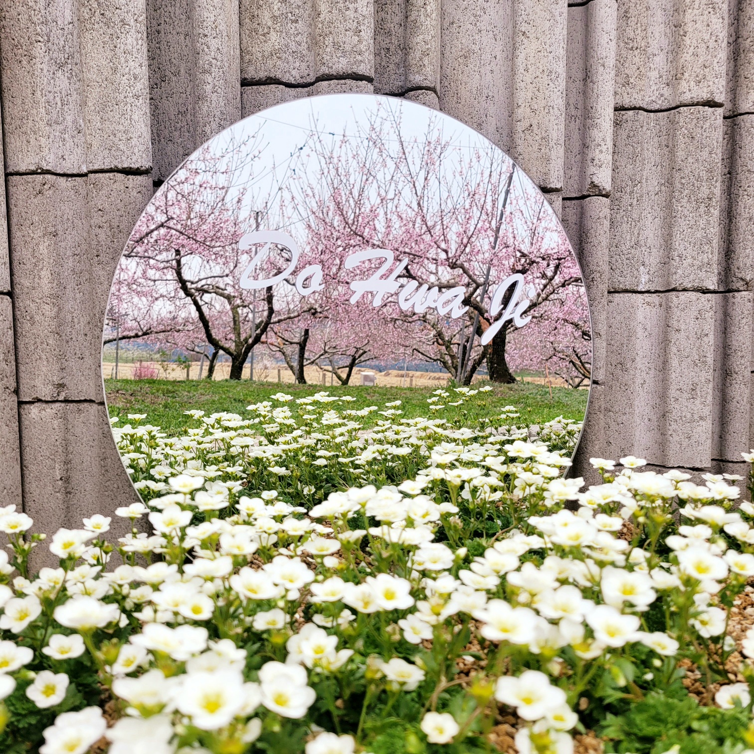 도화지 사진 5