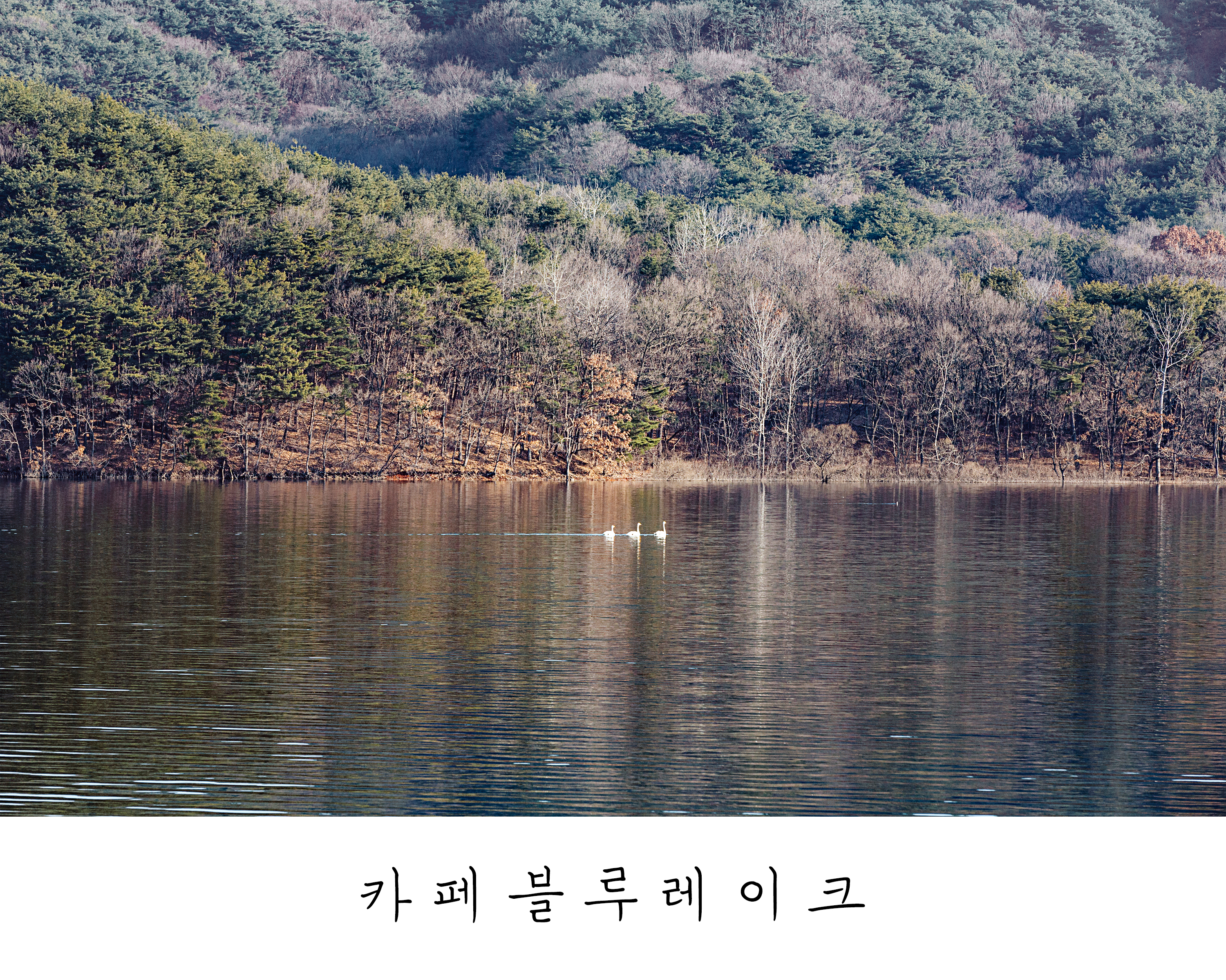 카페 블루레이크 사진 4