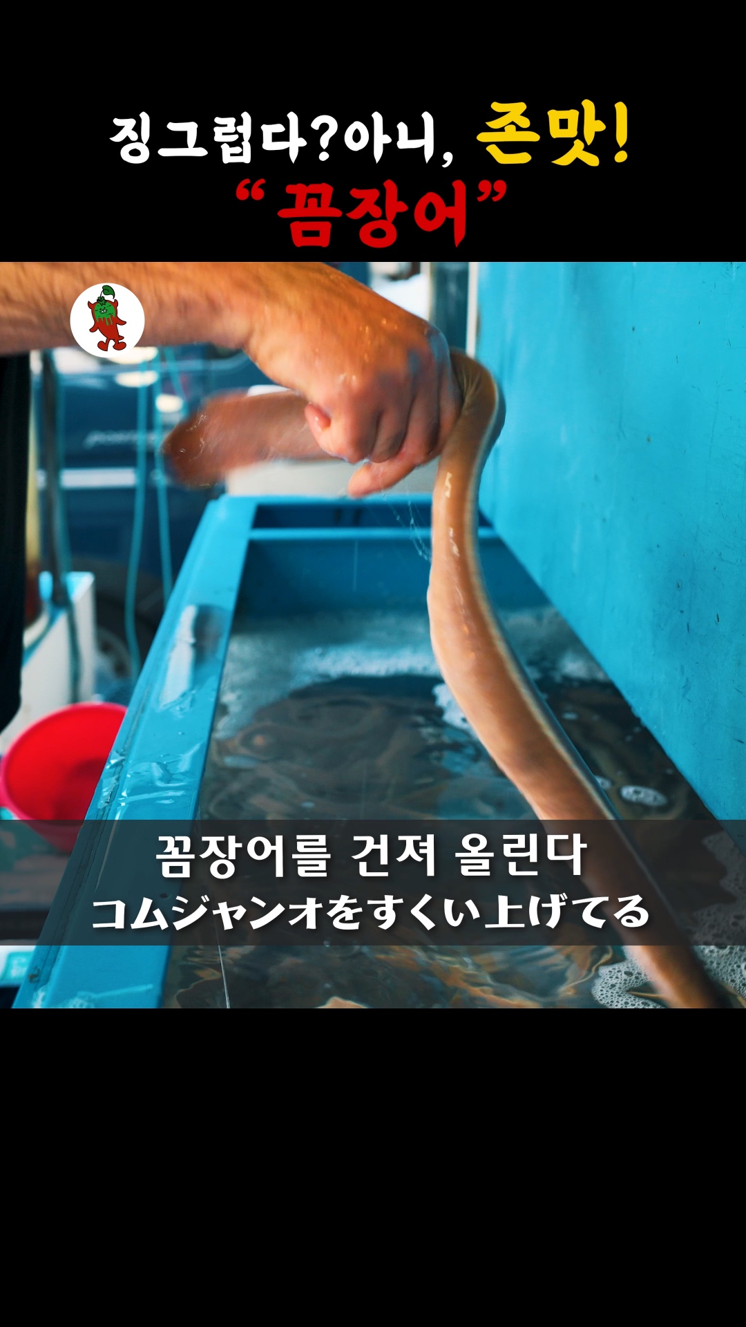 통영산꼼장어 사진 2