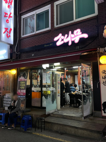 소나무 사진 2