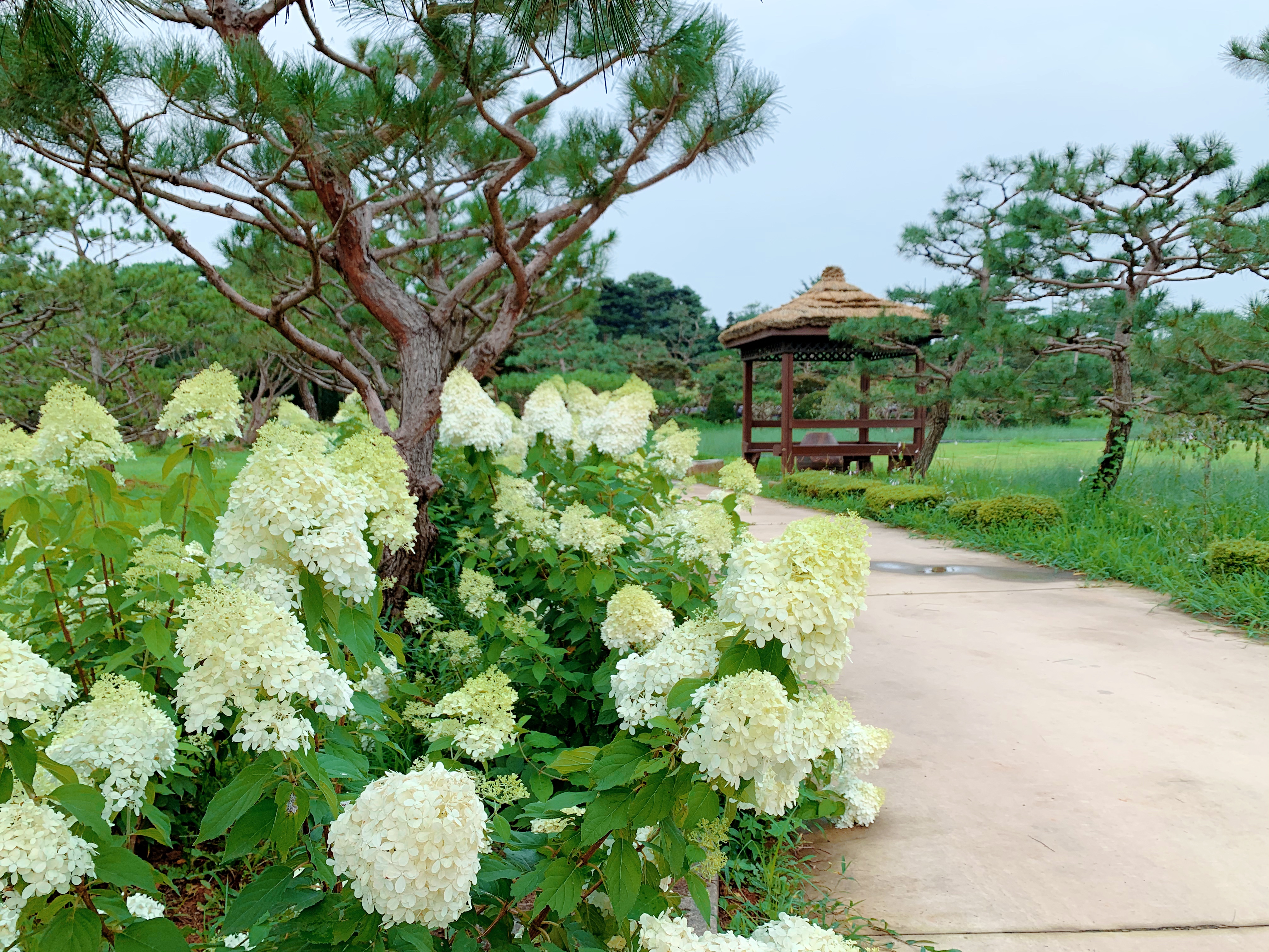 고스락 사진 4