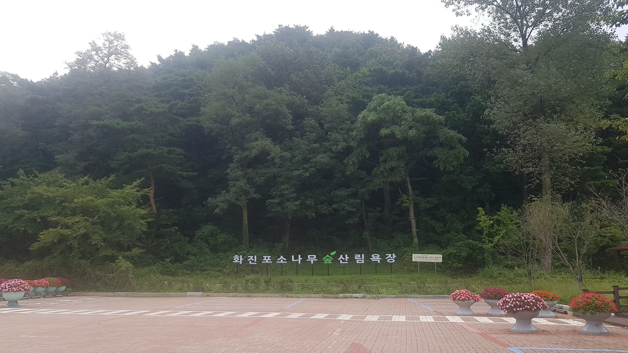 화진포소나무숲산림욕장 사진