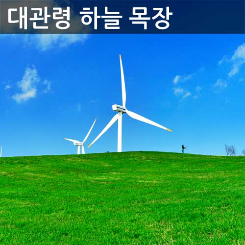 대관령 하늘목장 사진