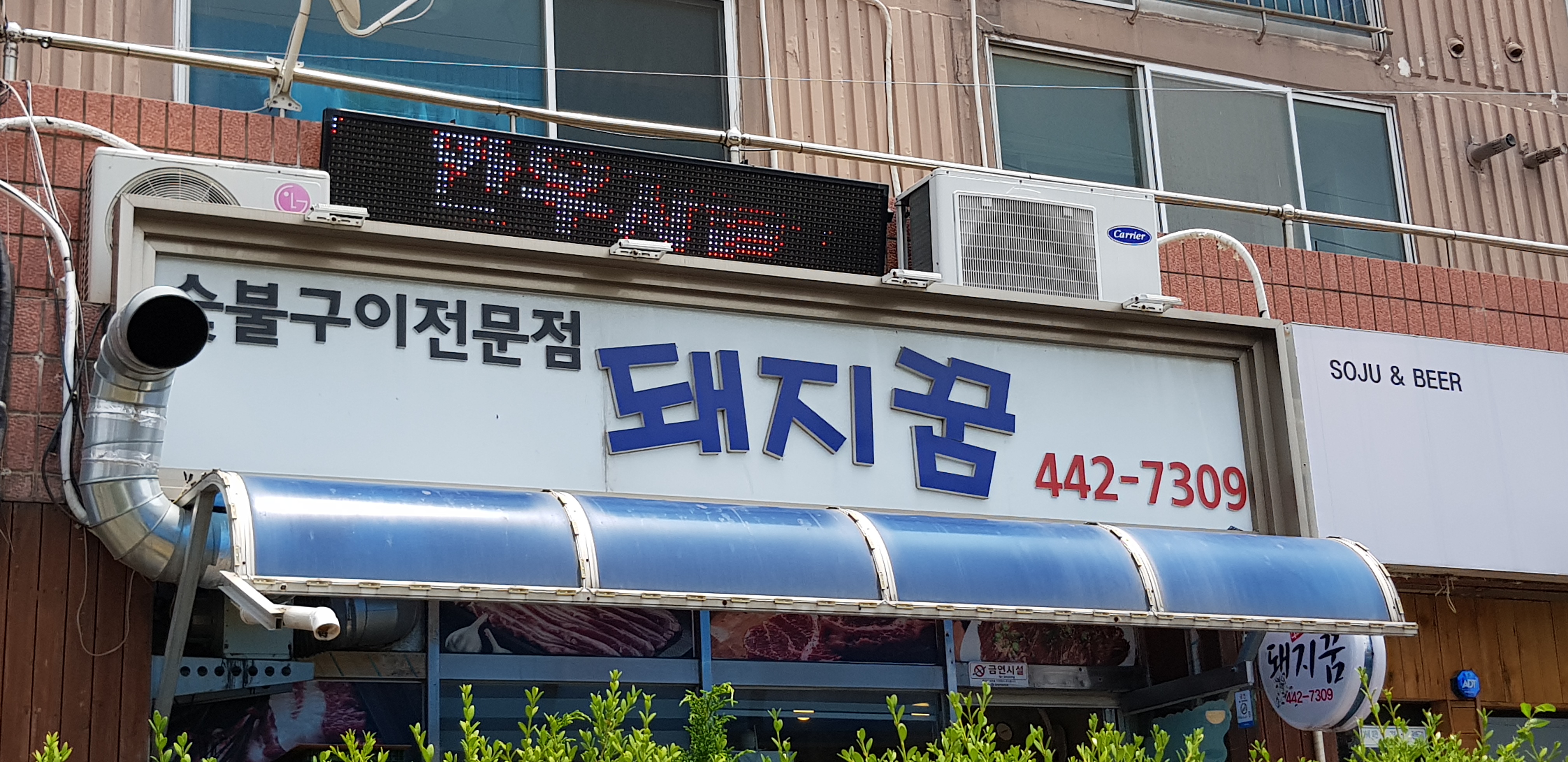 돼지꿈 사진 1