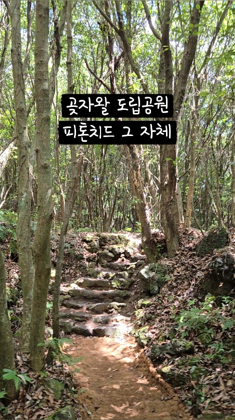제주곶자왈도립공원 사진 3