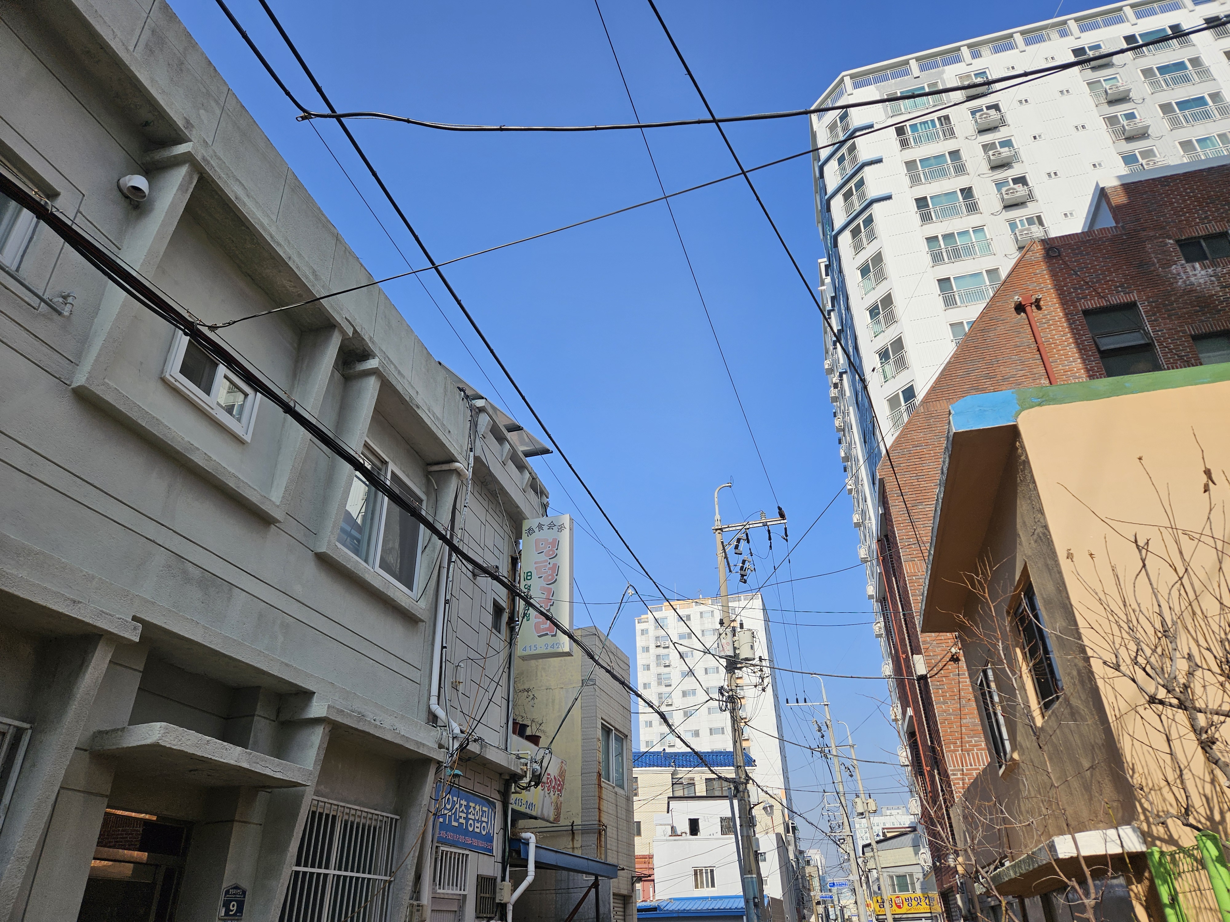 멍텅구리 사진 4