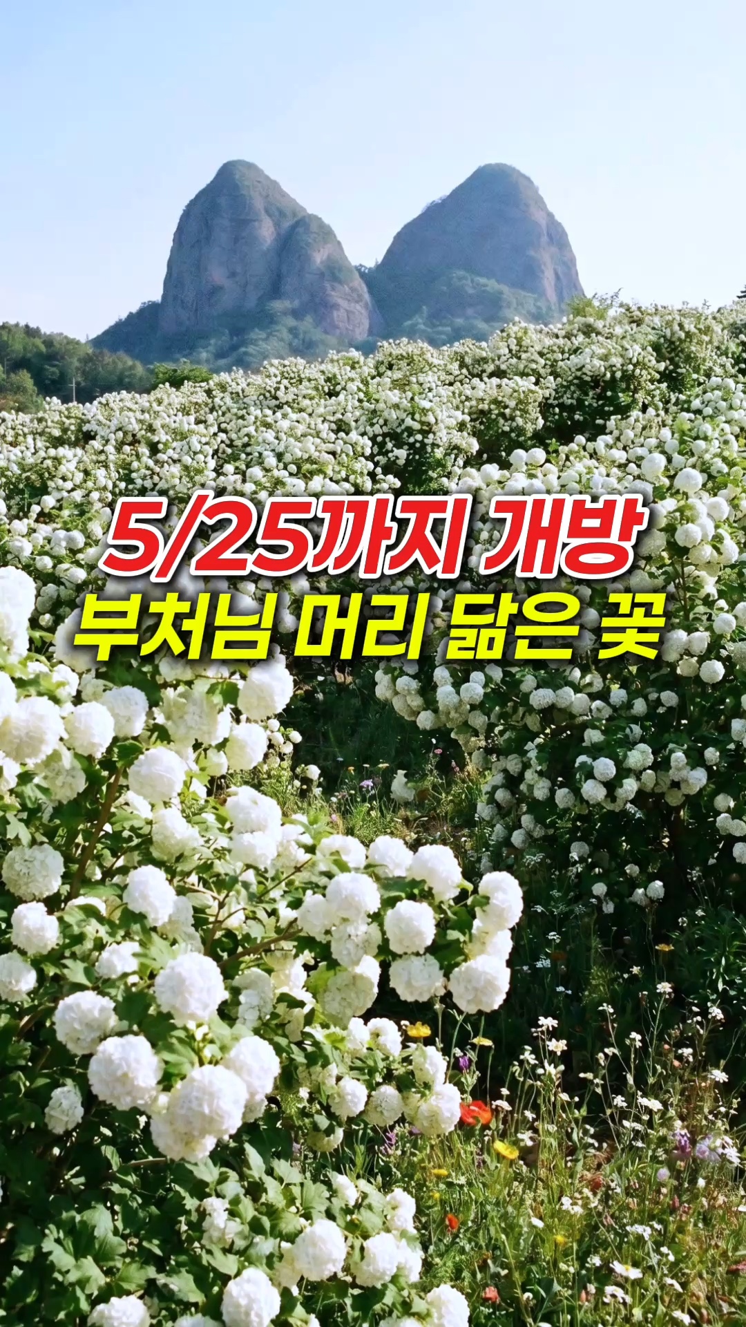진안꽃잔디동산 사진 3