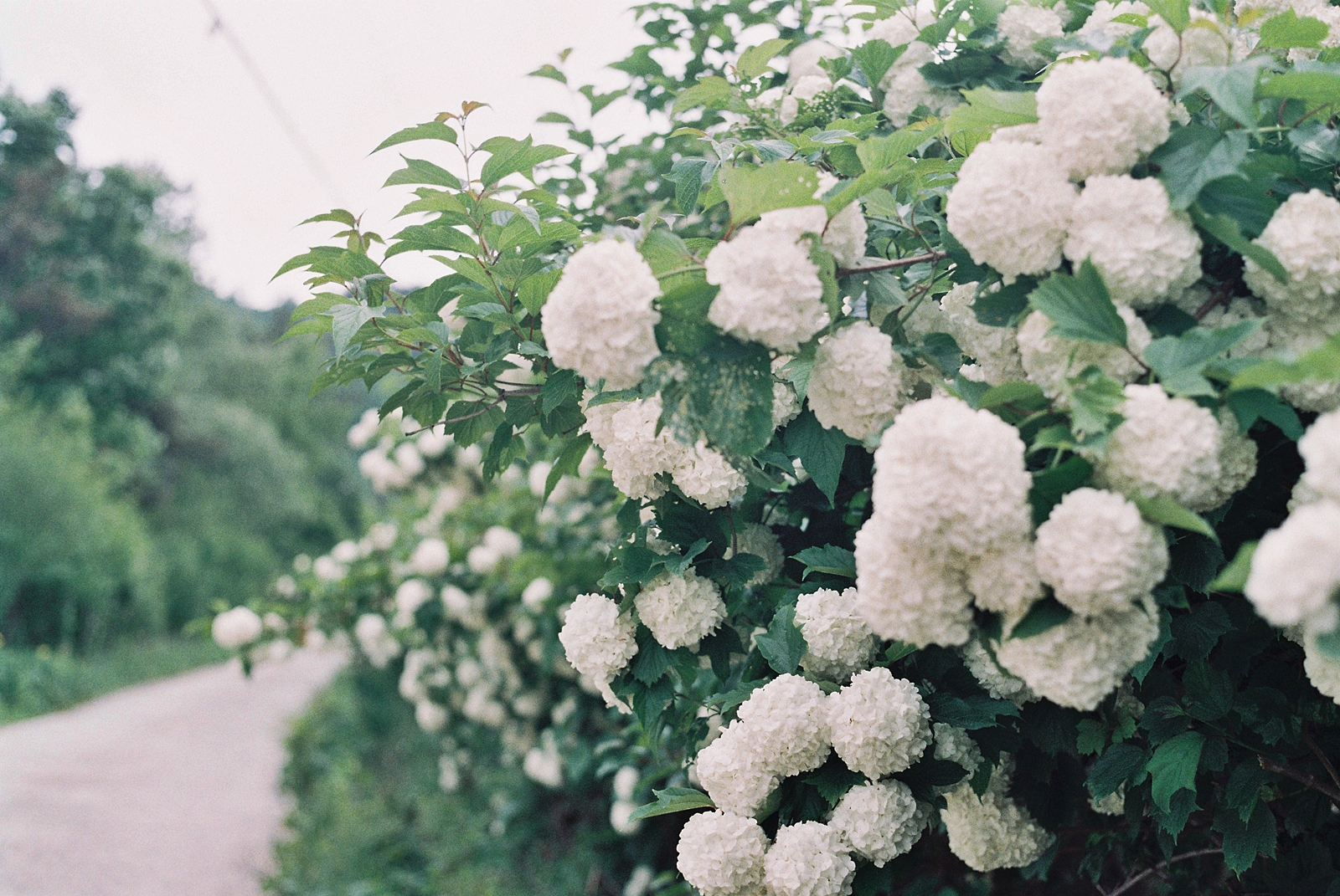진안꽃잔디동산 사진 4